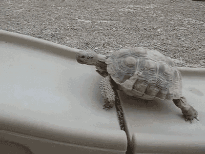 “persistence-in-trading-turtle-walks”